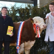 Tullamore Show & Sale Male Champion 2014