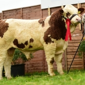 Dec Jan Bull Calf Class Winner Clonguish Happy Boy
