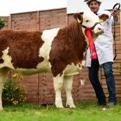 Dec Jan Heifer Class Winner Jennalyn Gina Tina
