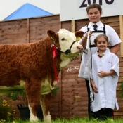 Feb Heifer Calf Class Winner Shiloh Heather