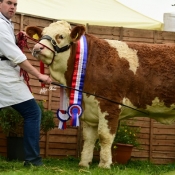 Nat Intermediate Heifer Champ Brookwood Fancy Lady