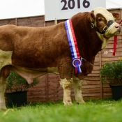 Nat Junior Bull Champ Doire-Goile Gunner