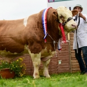 Nat Senior Bull Champ Clonagh World Class