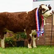 Nat Senior Heifer Champ Fearna Faith