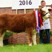 Nat Weanling Heifer Champ Broomfield Girly Gina ET