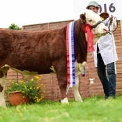 Nat Yearling Heifer Champ Clonagh Groovie Girl
