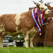 Overall Champ Female Champ & National Junior Cow Champ Clonagh Dora The Explorer