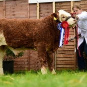 Res Male Champ & Feb Bull Calf Class Winner Rathnashan Hunzo