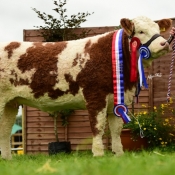 Res Overall Champ Res Female Champ & Nat Junior Heifer Champ Tawley Gretta