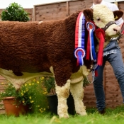 Male Champ & Nat Weanling Bull Champ Seaview Gladiator