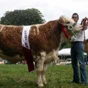 Tullow Show 2011 Overall Simmental Champion 'Clonagh Absolutely Fabulous'