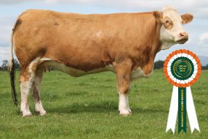 1 Senior Heifer Champion 38 (1)