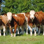 Mayo Suckler Farm using Simmental as the Base Genetics