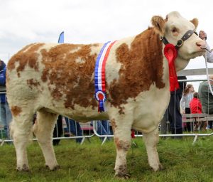 Champion Commercial Simmental Heifer for Sharon Killoran &amp; family with Jennie Aherne &amp; VK Agri Recycling