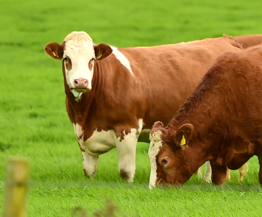 Read more about the article South Eastern Simmental Club X Heifer Sale, Monday, May 7th, 2018