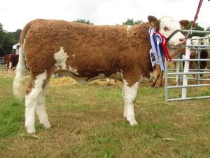 Ballygarvan15-Champ-Interbreed-Champ-Seaview-Gabby.jpg