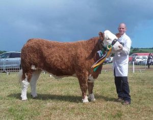 Belgooly-2017-Overall-Res-Interbreed-Champ-1st-Simm-CowHeifer-Class-Corbally-Goddess-Vintage.jpg