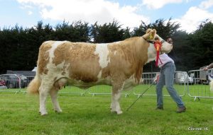 Clonmel-Champ-Clonagh-Dora-the-Explorer.jpg