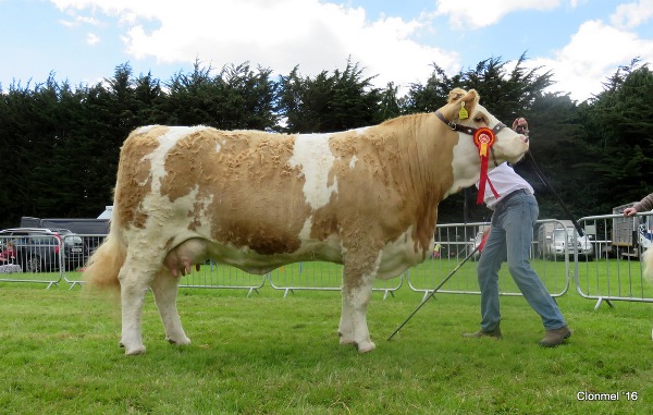 Clonmel-Champ-Clonagh-Dora-the-Explorer.jpg