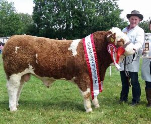 Dunmanway-2017-Munster-Inter-Beef-Bull-Overall-Sim-Champ-1st-Aug16-Bull-Calf-Class-Raceview-Herman.jpg