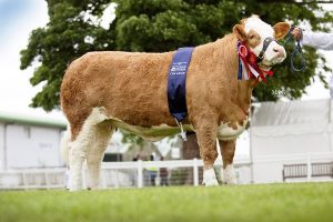Highland15-Sim-Champ-Auroch-Eve.jpg