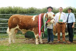 Inter-Beef-Male-Champ-Inter-Beef-Calf-Overall-Sim-Sth-Sim-Club-Yearling-Bull-Calf-Champ-Raceview-Hermon.jpg