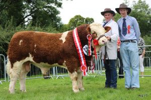 Limerick-2017-Champ-Interbreed-Autumn-Calf-Champ-Raceview-Herman.jpg