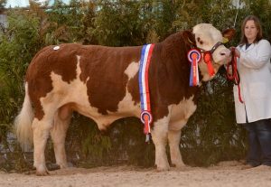 Male-Champion-Towerhill-Emmett-€4000.jpg