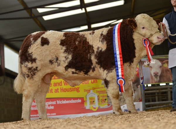 Senior-Champion-Bull-Auroch-Elvis-4400.jpg