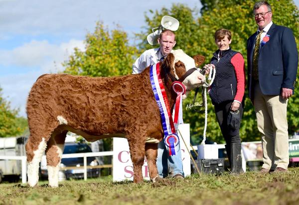 StrokestownCelticSires-SnrHeiferCalf-Champ-Clonguish-Gemma.jpg