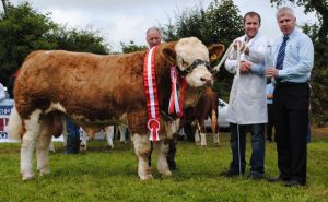 Virginia15-Yearling-Bull-Overall-Champ-Champ-Barnattin-Flash.jpg