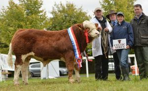 national-senior-bull-calf-champion-auroch-deuter-p.jpg