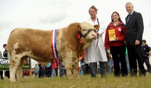 norbrook_plough_bull_curaheen_bossman_200911.jpg