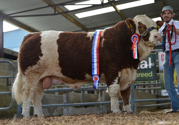 senior-champion-clonagh-denis-the-menace-e4800.jpg