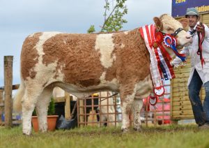 tullamore-overall-champ-clonagh-dora-the-explorer.jpg