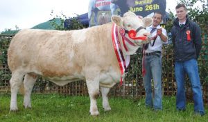 Athlone Show Overall Simmental Champion 'Clonagh Darling Eyes'