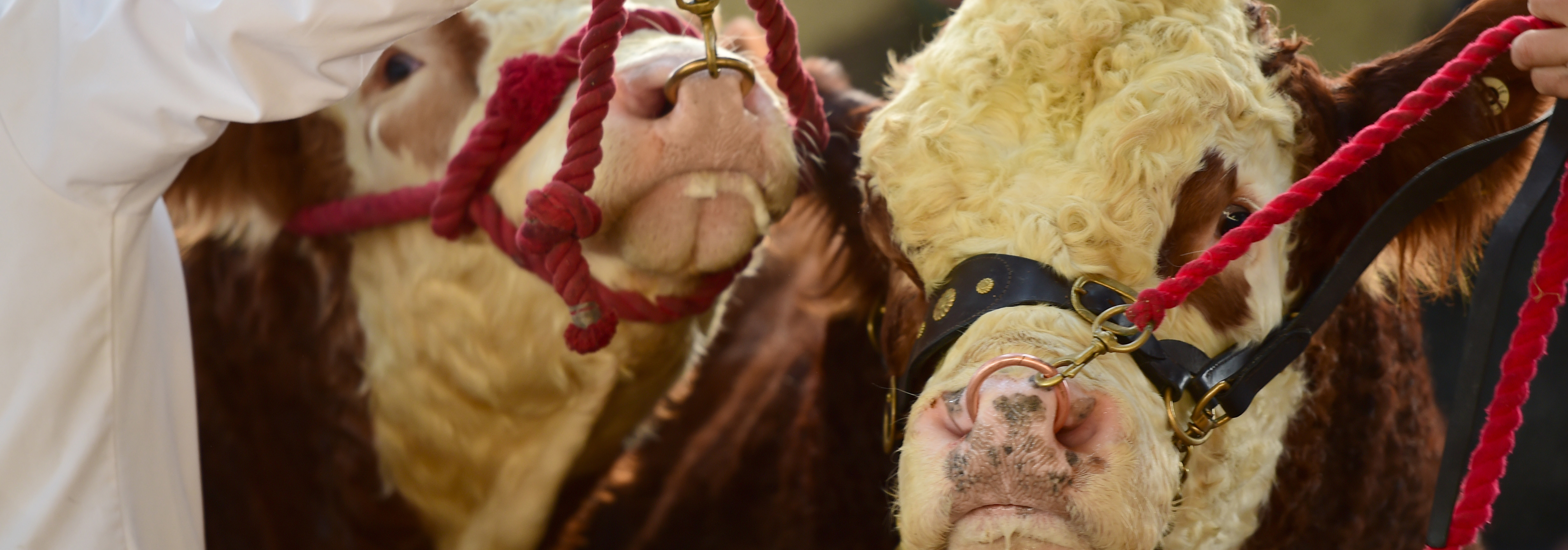 Read more about the article Second Autumn Show & Sale December 2017