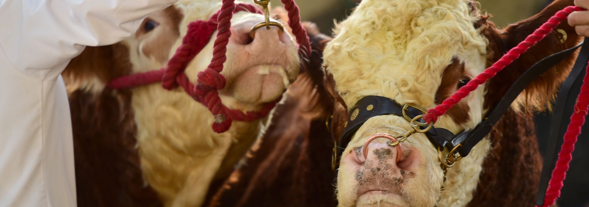 Read more about the article Roscommon May Sale – Friday 11th Catalogue