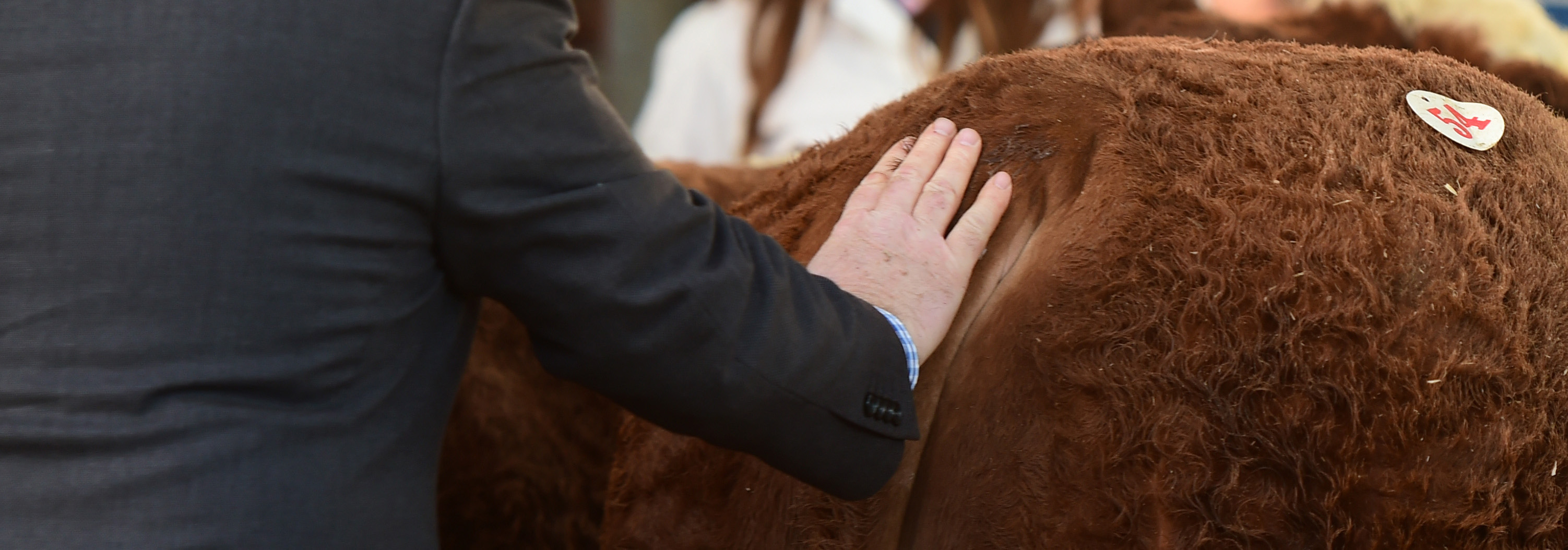 Read more about the article Tullamore Society Sale Catalogue Friday April 13th