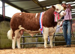 Clonagh Just a Dream - Junior Male Championsold €12,500