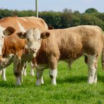 Gort Simmental X Heifer Sale Wednesday Evening 07th October 2026