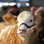 Sizzling Trade at Simmental Premier with a Top Price of €25000