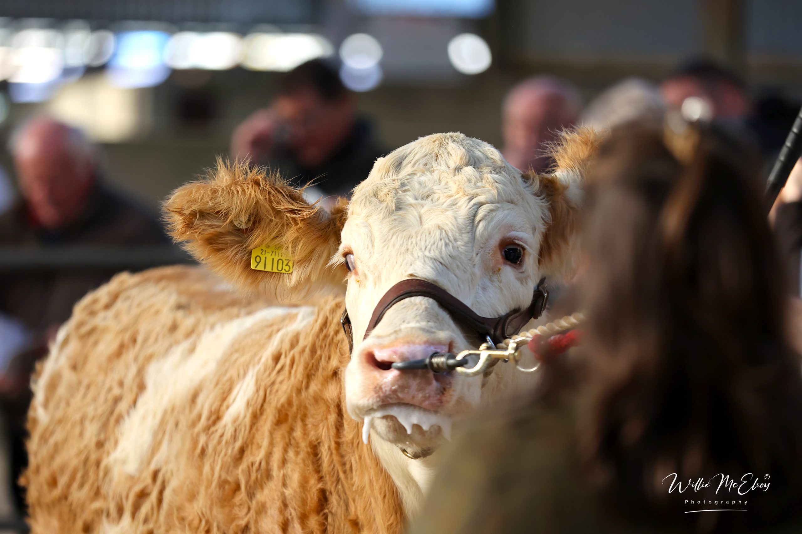Sizzling Trade at Simmental Premier with a Top Price of €25000