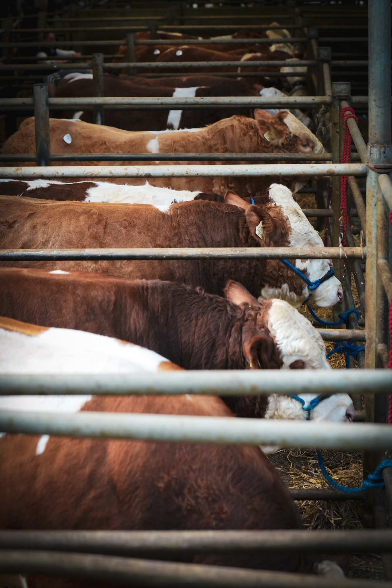 Read more about the article Tullamore Spring Show & Sale – Friday 25th April 2025 @ 7pm – Entry Form & Fact Sheet Here