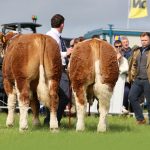 Dovea Genetics /Hillcrest Simmentals –                        National Simmental Calf Finals 2026.