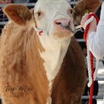 ARDTARMON TROY P  SETS THE SPRING TARGET AT €22,000