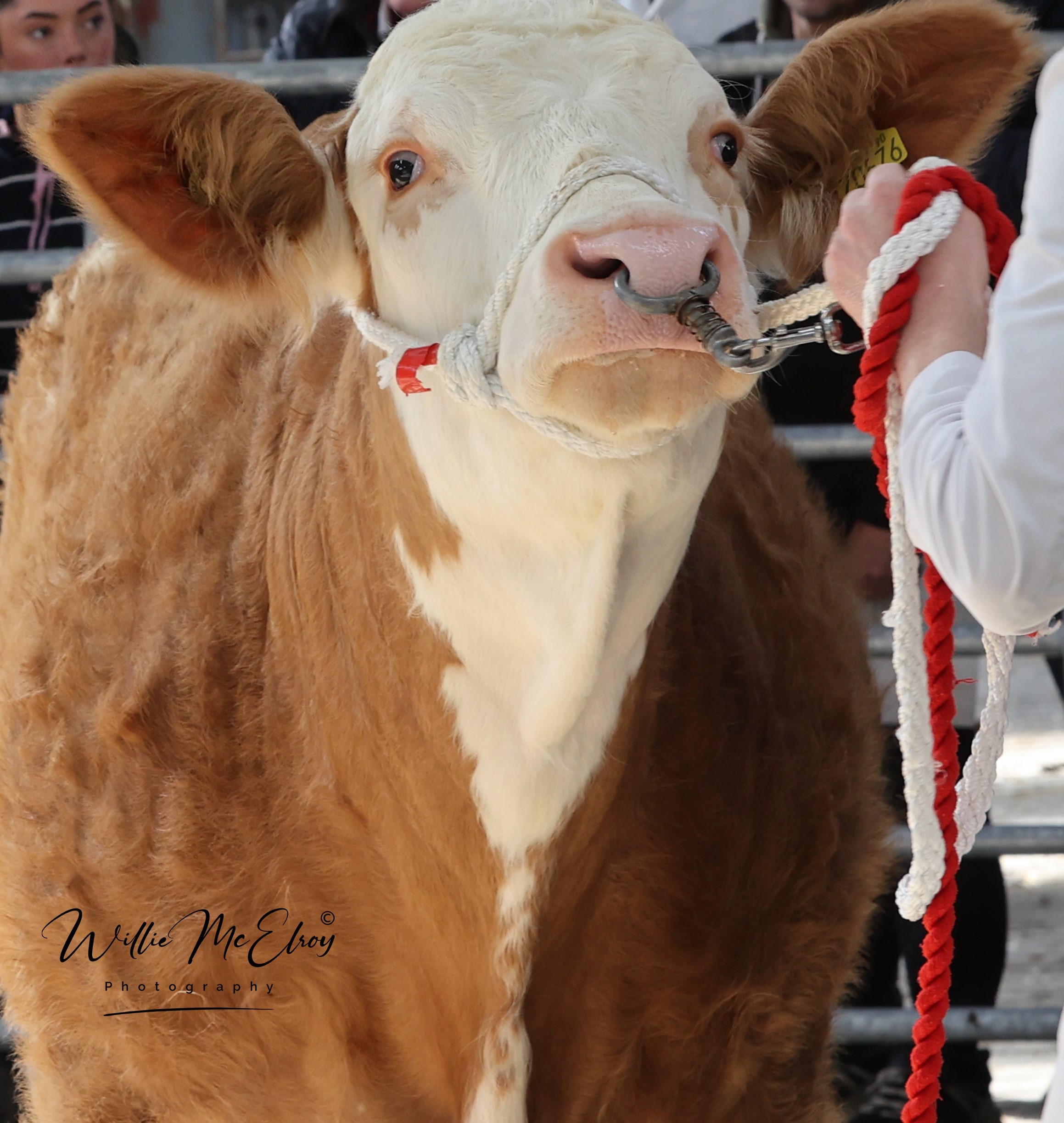 ARDTARMON TROY P  SETS THE SPRING TARGET AT €22,000