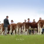 National Simmental Calf Finals 2026