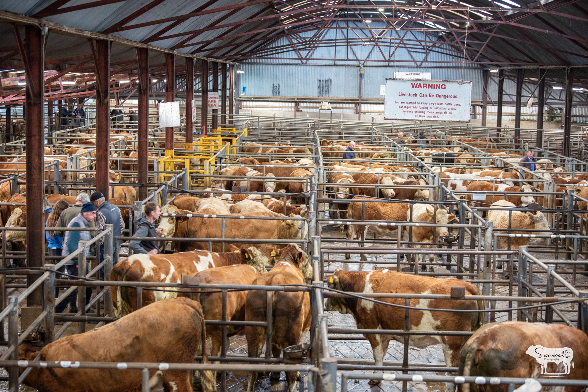 Read more about the article Report on Ballymote X Heifer Sale Saturday 05th October 2024