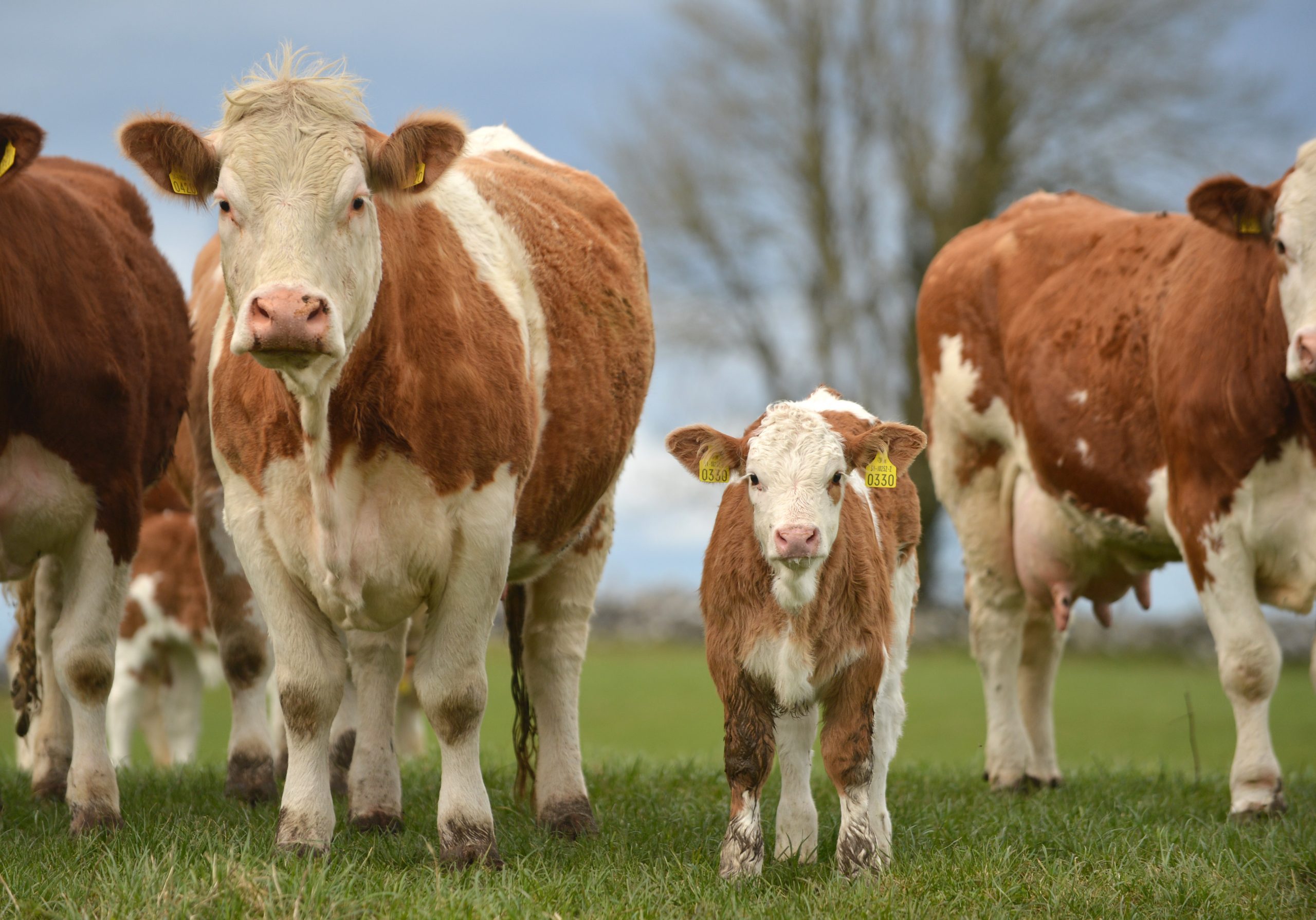 Read more about the article Ballymote 2021 X Heifer Sale Report